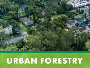 urban forestry